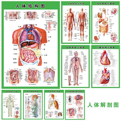 身體部位圖|人体解剖图e